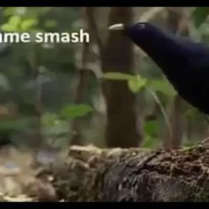 Meet your Posher, Omar