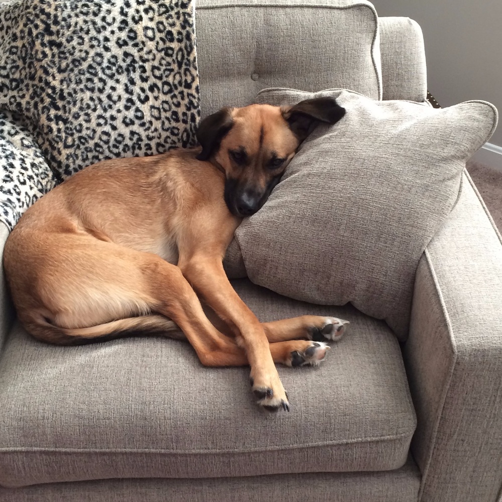 Meet your Posher, Emma - Picture 4 of 4