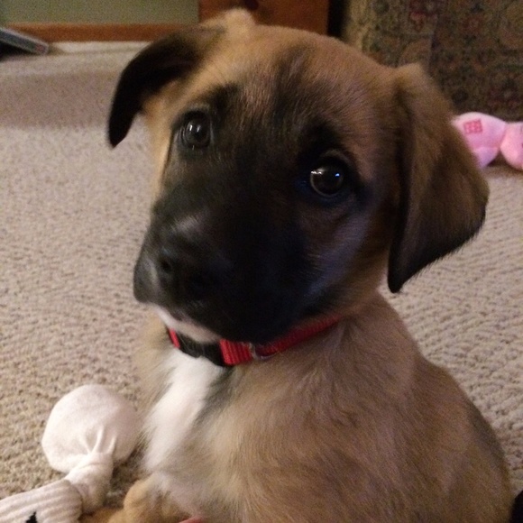 Meet your Posher, Emma - Picture 3 of 4