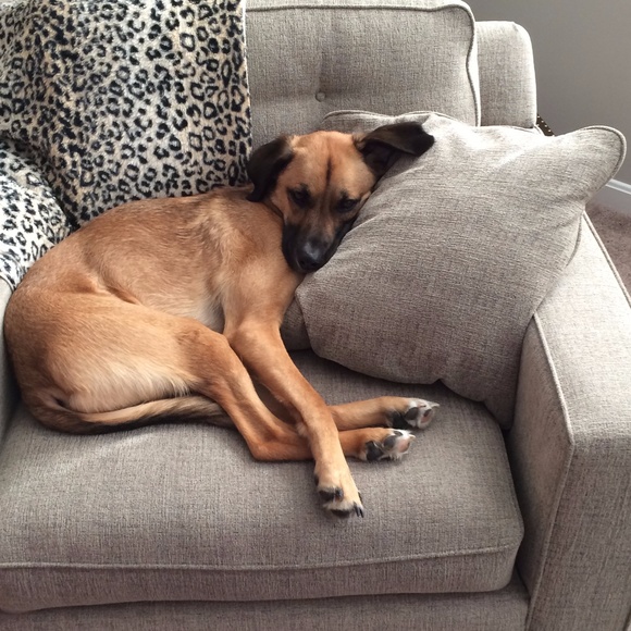 Meet your Posher, Emma - Picture 4 of 4