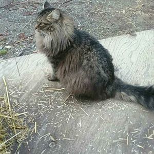 Meet your Posher, Bonnie