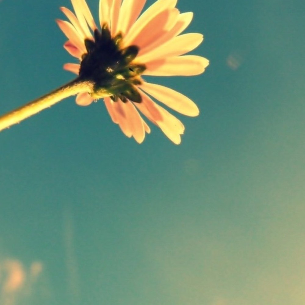 Meet your Posher, Isabella