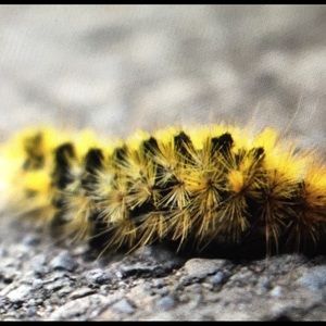 Meet your Posher, Mckella