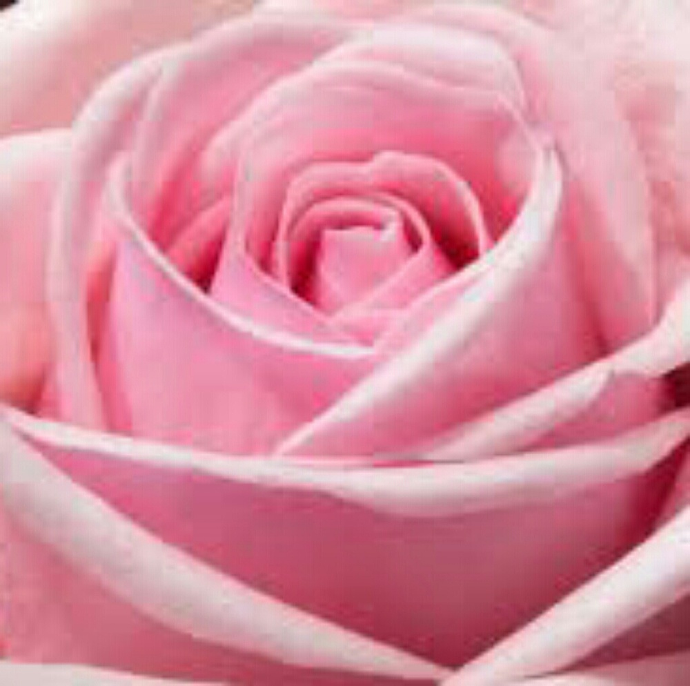 Meet your Posher, Fabiola