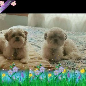 Meet your Posher, Vita