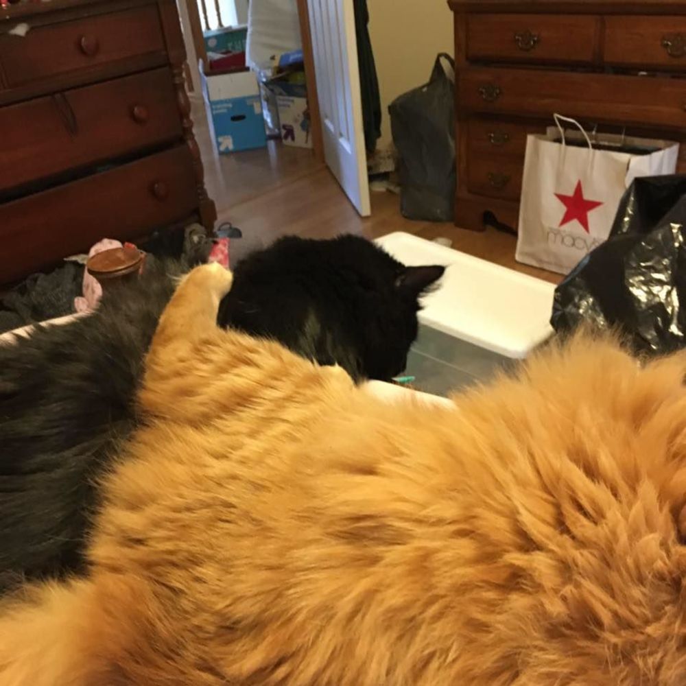 Meet your Posher, Kelli