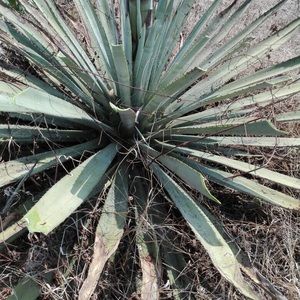 Meet your Posher, Gerry