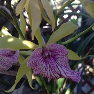 Meet your Posher, Alina