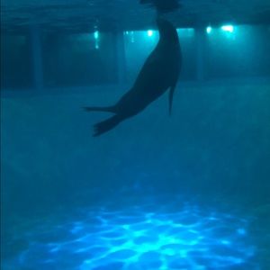 Meet your Posher, Tennille