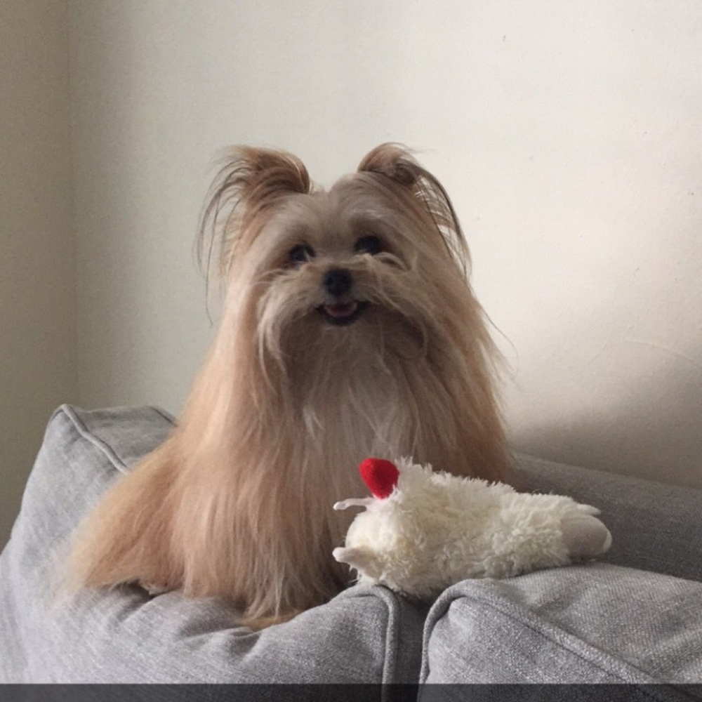 Meet your Posher, Britannia