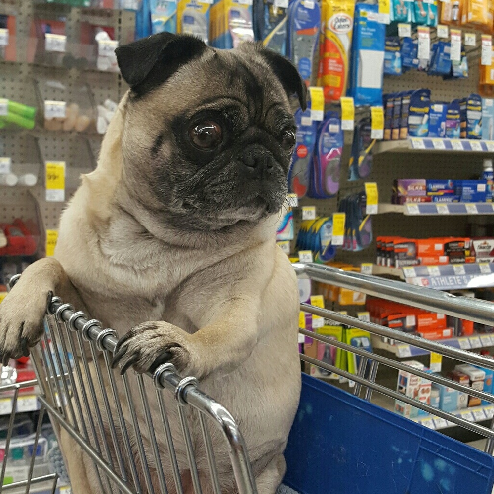 Meet your Posher, Lorraine