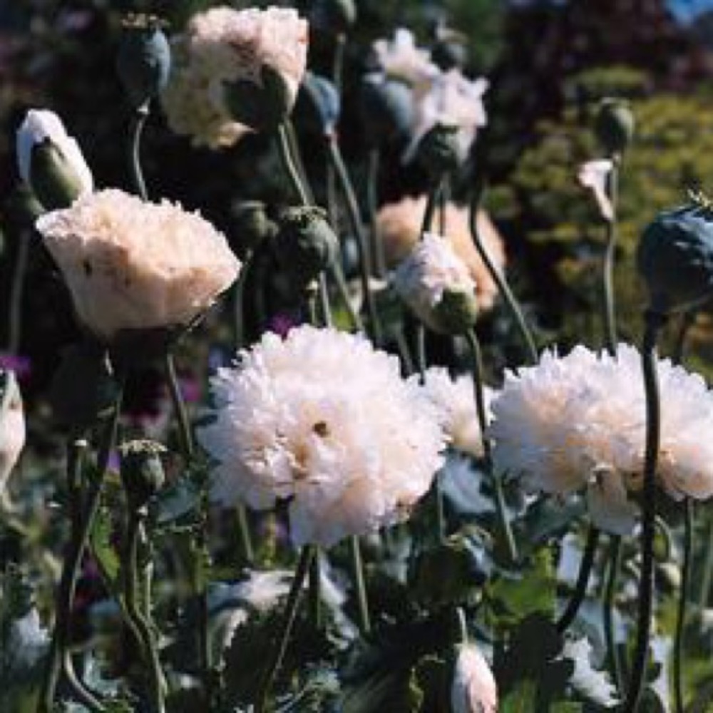 Meet your Posher, Paulina