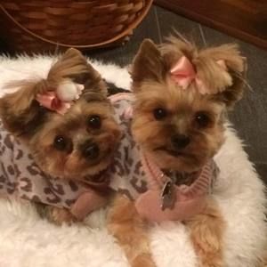 Meet your Posher, Joyce