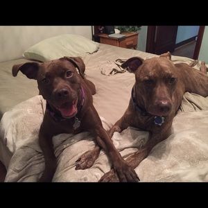 @danbran2 paints my puppies!!!