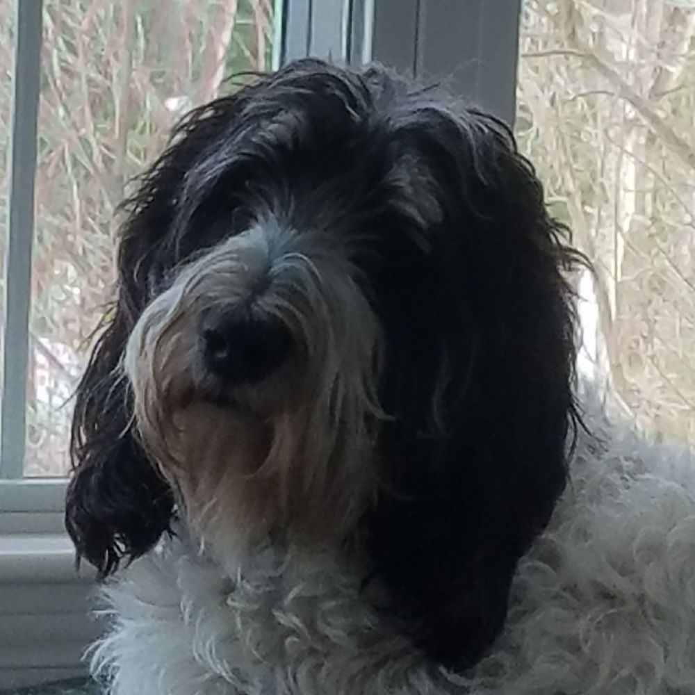 Meet your Posher, Betsy