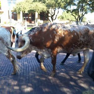 Meet your Posher, Angie