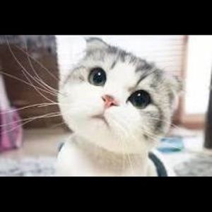 Meet your Posher, Lin