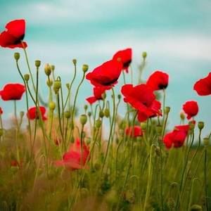 Meet your Posher, Tamara