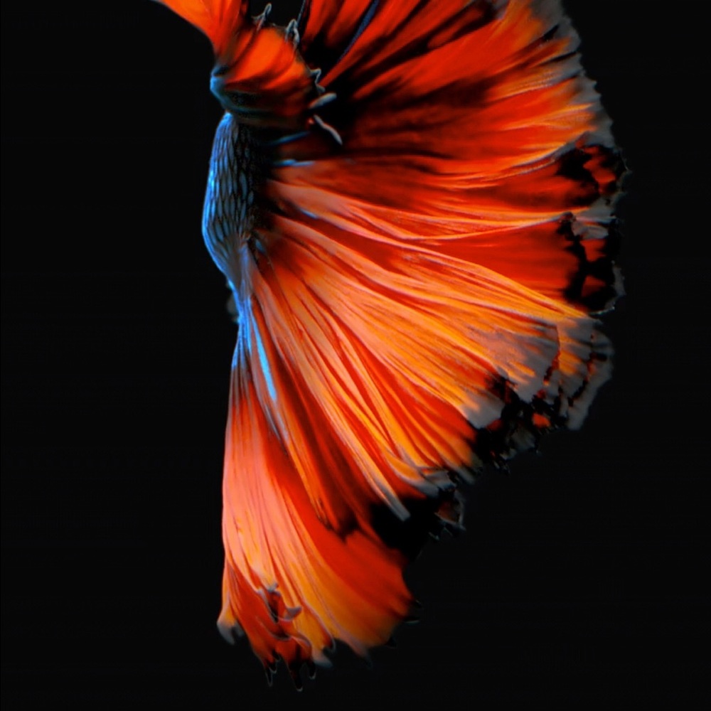 Meet your Posher, Rukhsar