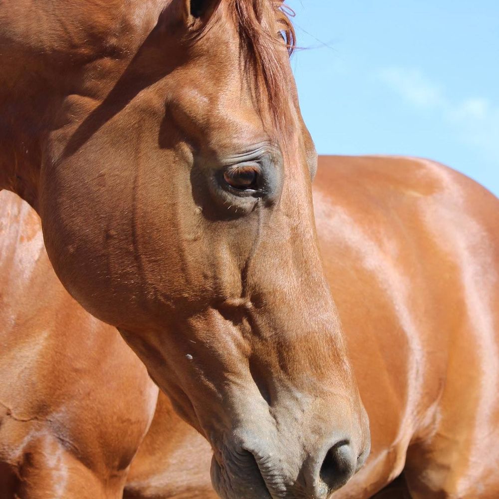 Meet your Posher, Pamela