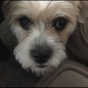 Meet your Posher, Tenzin