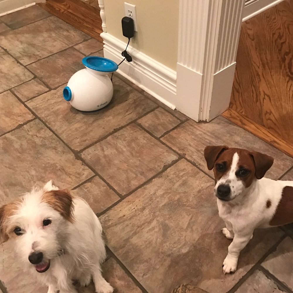 Meet your Posher, Allie