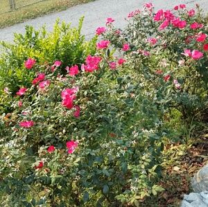 Meet your Posher, Bobbie