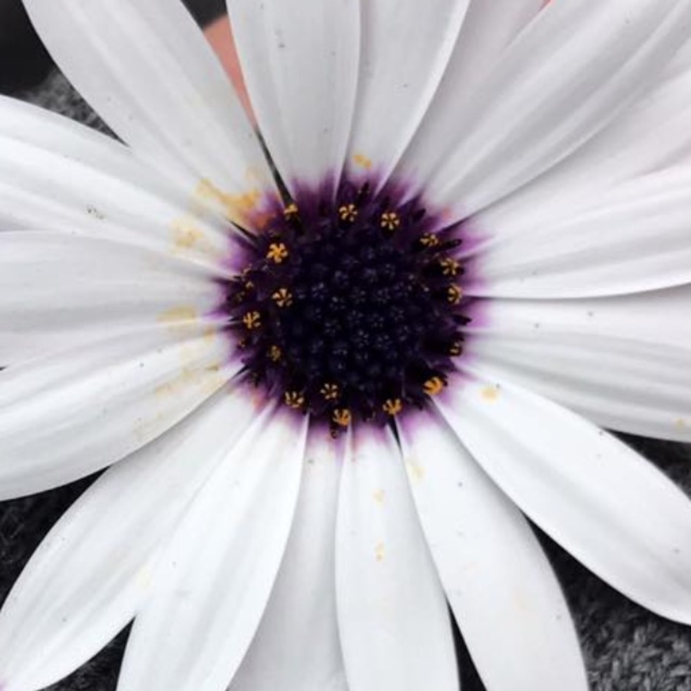 Meet your Posher, Abbe