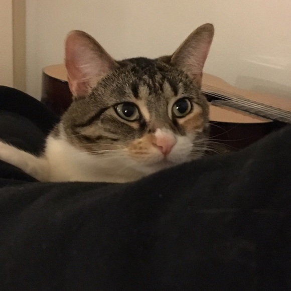 Meet your Posher, Mia - Picture 2 of 6