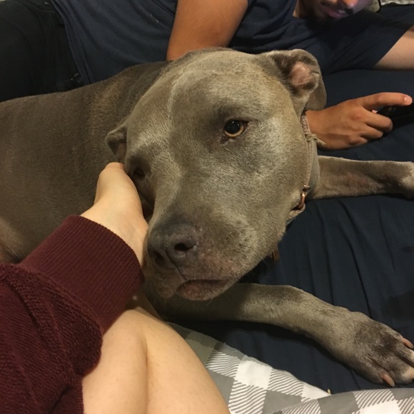 Meet your Posher, Mia - Picture 4 of 6