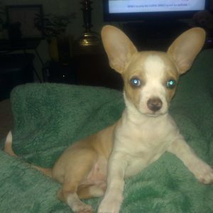 Meet your Posher, Barbara