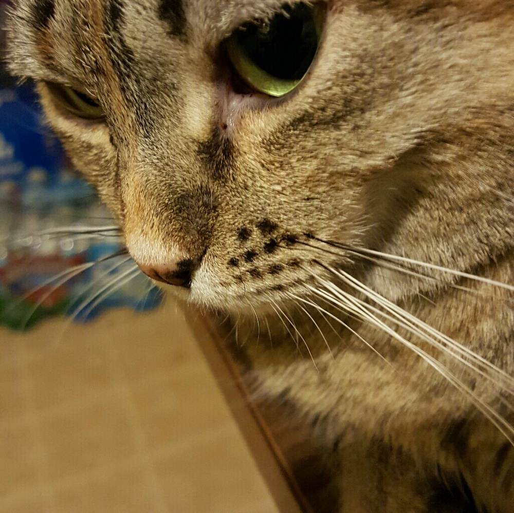 Meet your Posher, Tina