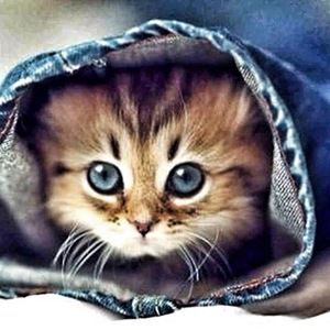 Meet your Posher, Katrina