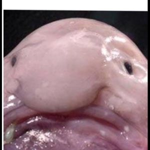 Meet your Posher, Kenny