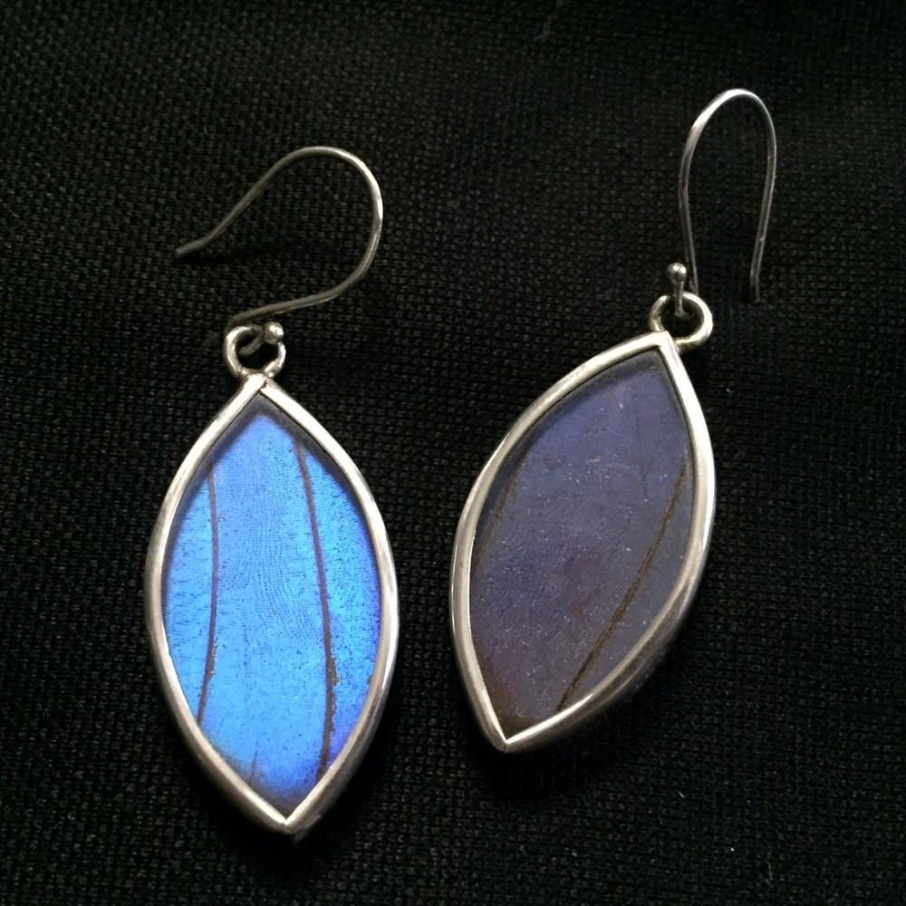 Blue morpho butterfly wing and sterling earrings