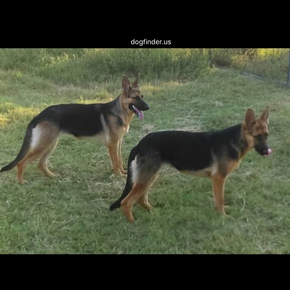 Mom and Dad - Picture 1 of 1