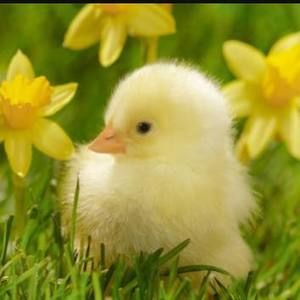 Meet your Posher, Deana