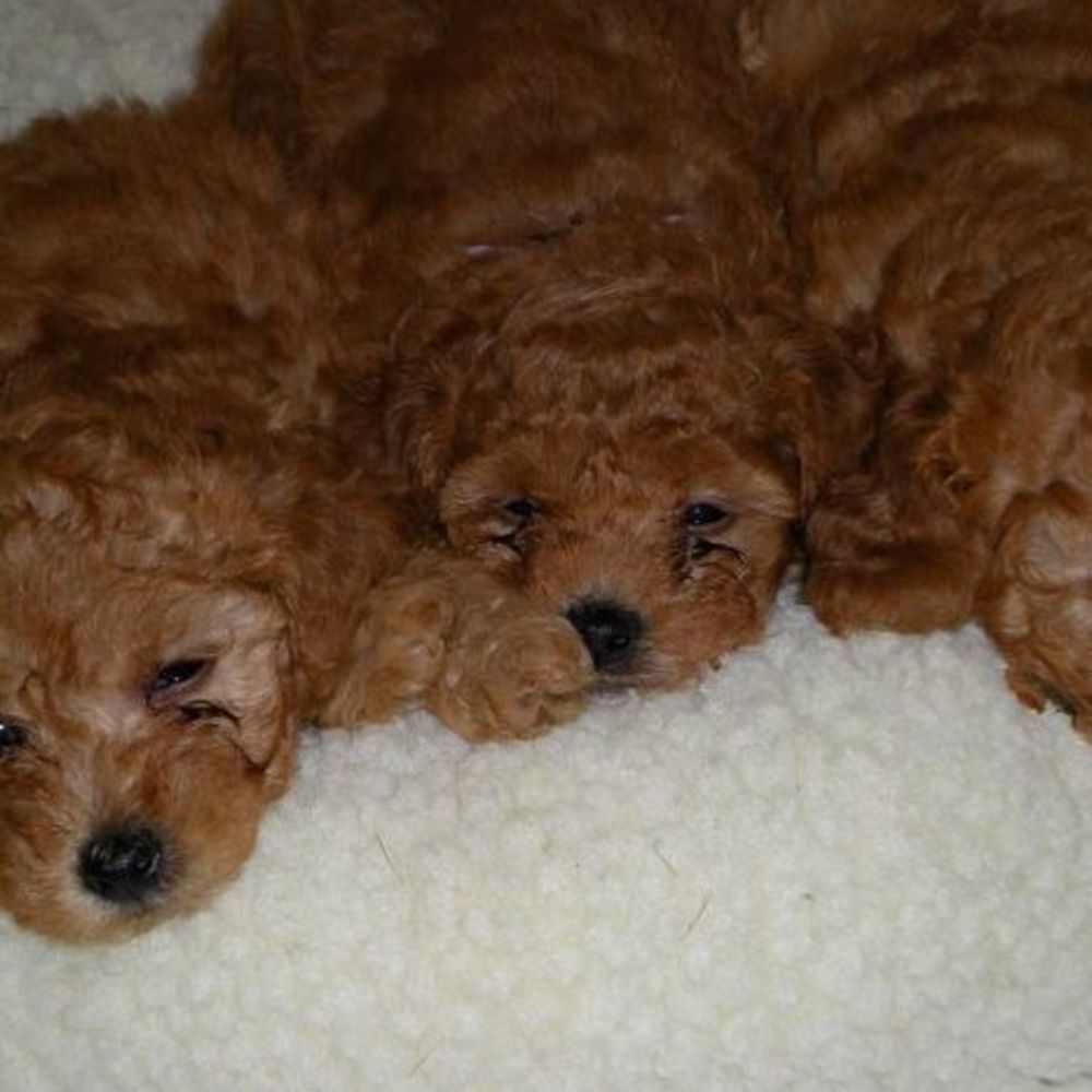 Meet your Posher, Yvonne