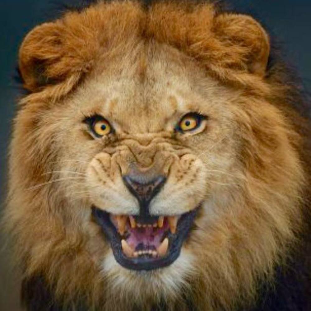 Meet your Posher, Llauren