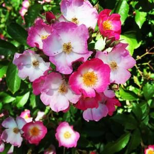 Meet your Posher, Courtney