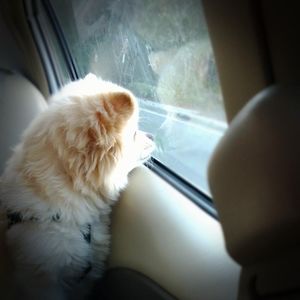 Meet your Posher, Janet