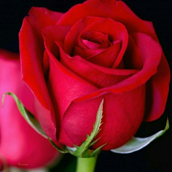 Meet your Posher, Joyce - Picture 1 of 1