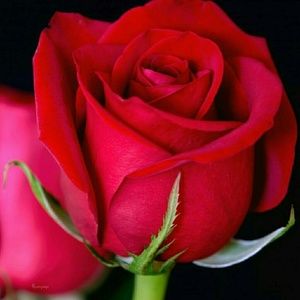 Meet your Posher, Joyce