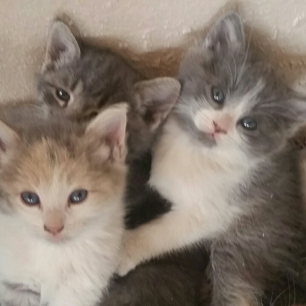 Meet your Posher, Irma