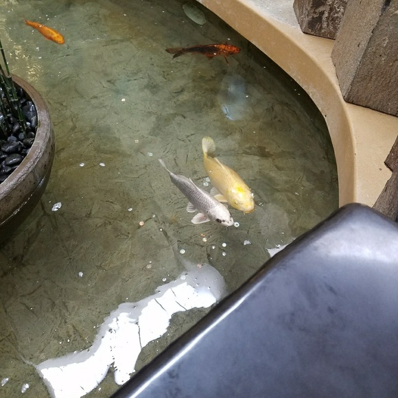 Meet your Posher, Silvia - Picture 1 of 1