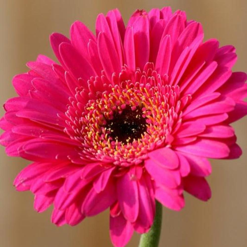 Meet your Posher, Isabel