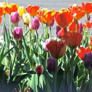 Meet your Posher, Karen