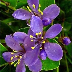 Meet your Posher, Deonne