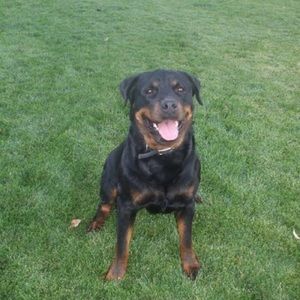 Meet your Posher, Noah