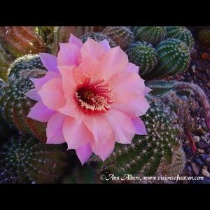 Meet your Posher, Stacy